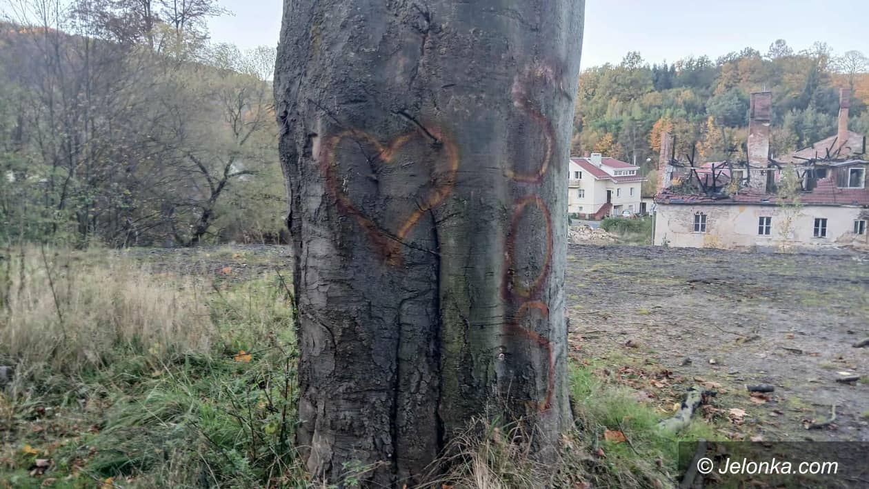 Piechowice: Drzewo woła o pomoc