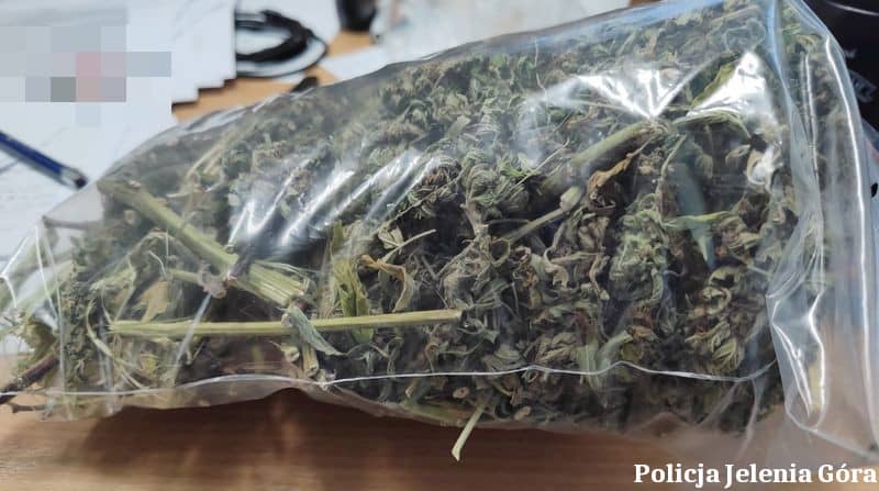 Jelenia Góra: Jeleniogórscy policjanci zatrzymali 47–latka podejrzanego o uprawę i posiadanie znacznych ilości narkotyków