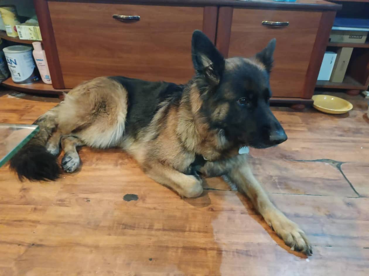 Jelenia Góra: Kto przygarnie owczarka niemieckiego?