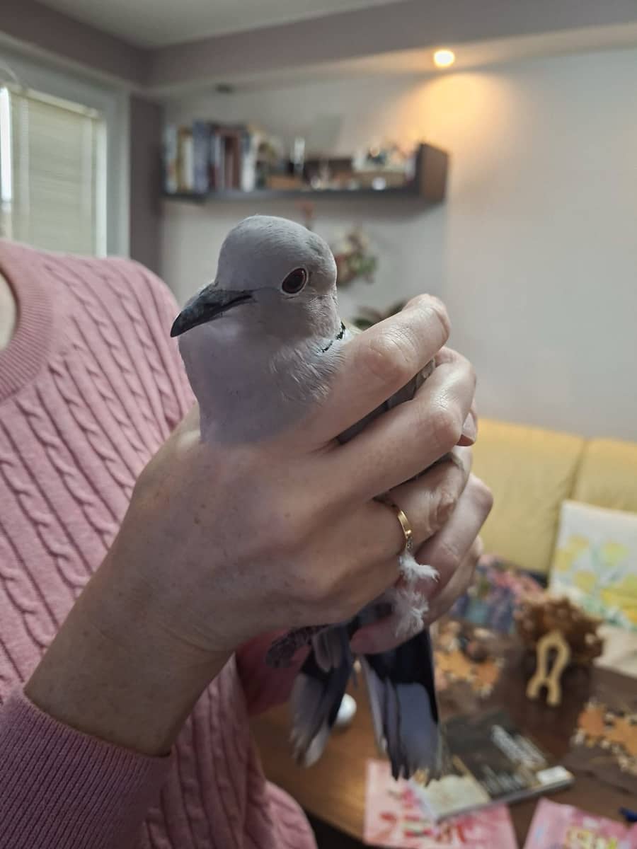 Jelenia Góra: Ptaki wlatują do mieszkań