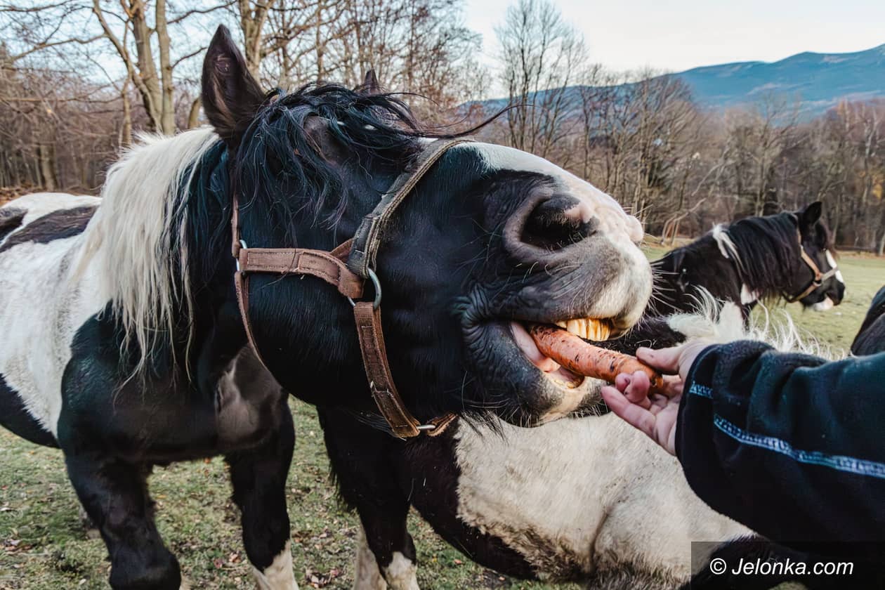 Szklarska Poręba: Marchewki dla koni ze Szklarskiej Poręby