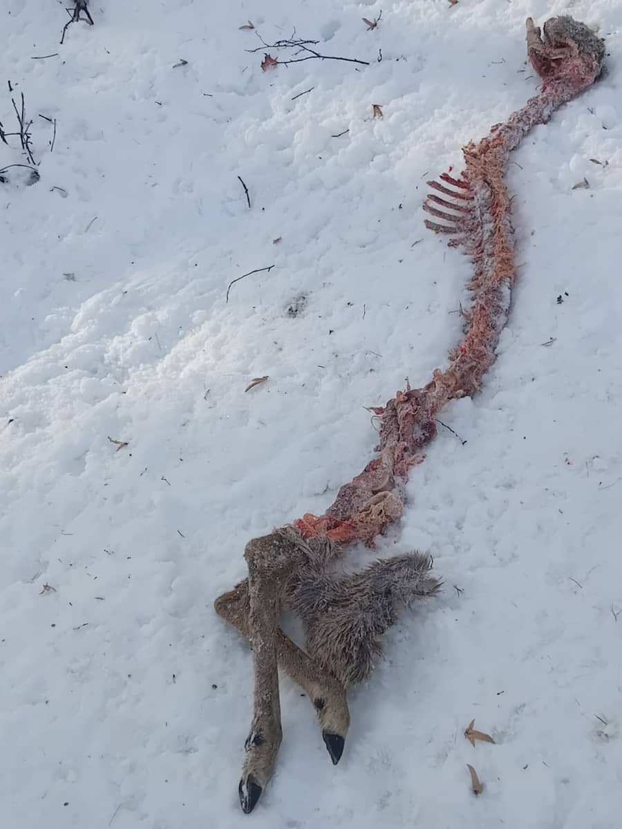 Dolny Śląsk: Czy wilki wprowadziły się do Cieplic?