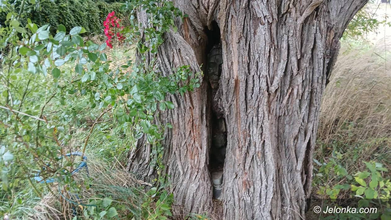 Sędziszowa: Twarze w wierzbie