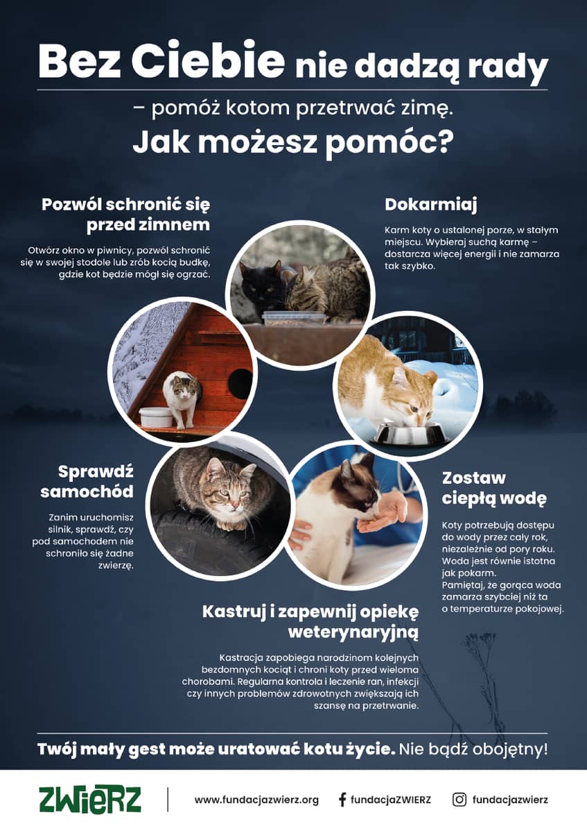 Kowary: Uwaga na koty!