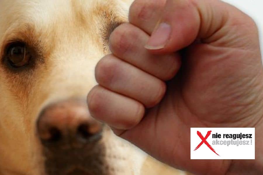 Region: Znęcali się i rzucali psami o ścianę. Jest wyrok