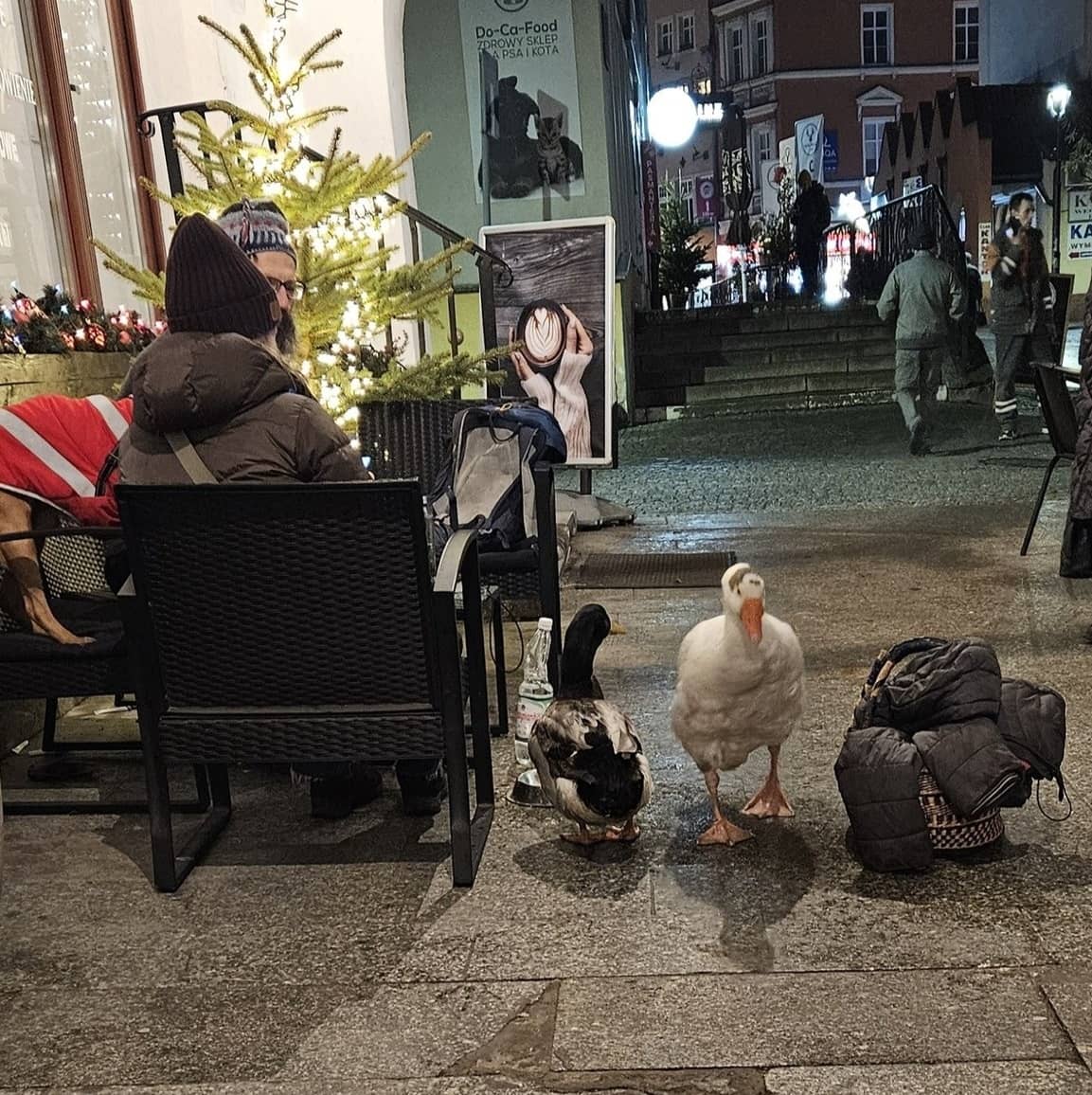 Jelenia Góra: Gęś Sunny i kaczor Wirek spacerowali po Placu Ratuszowym