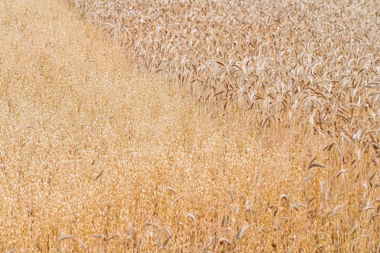 Polska: Obowiązkowe i dobrowolne ubezpieczenia rolnicze. Jak zabezpieczyć gospodarstwo przed utratą płynności?