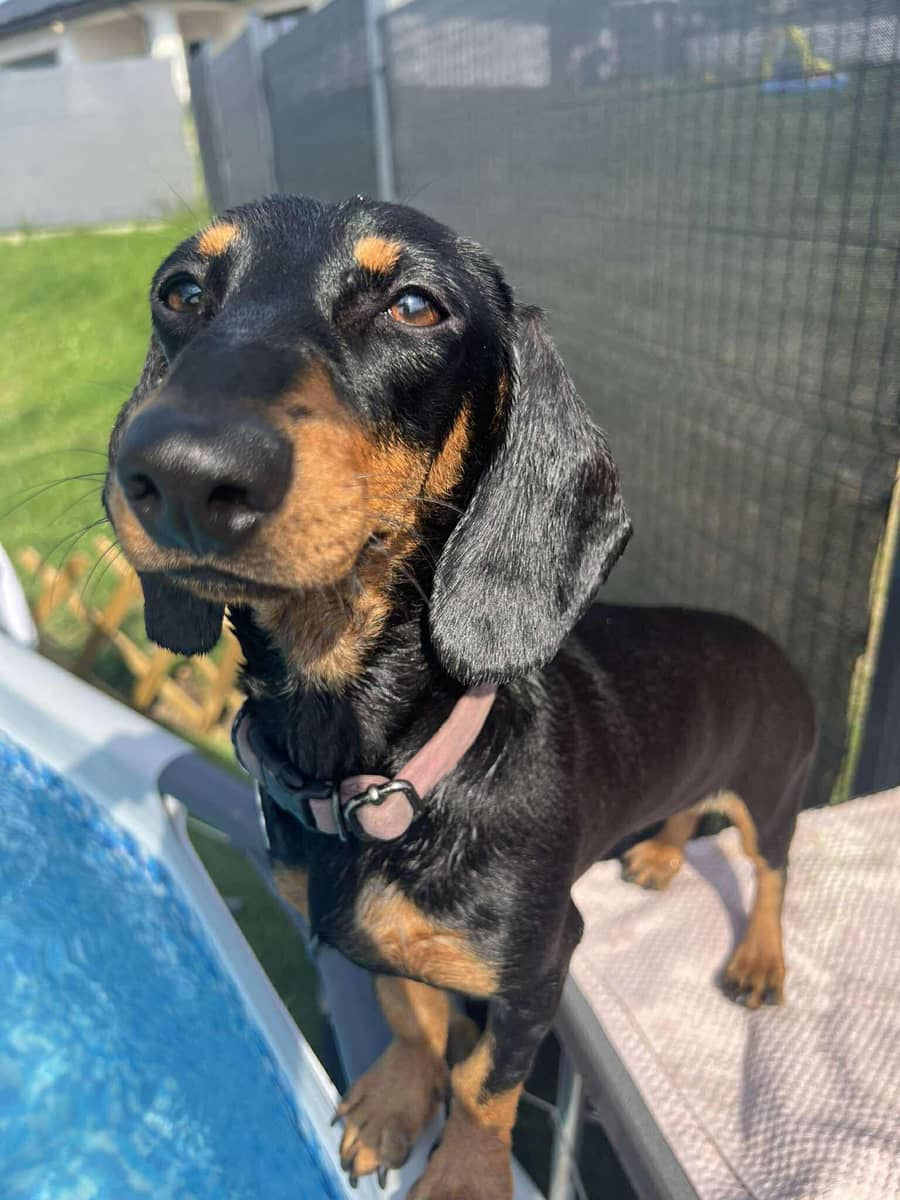 Jeżów Sudecki: Zaginął piesek w Jeżowie Sudeckim