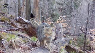 Sensacja przyrodnicza w Sudetach