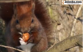 Wiewiórki nie zamarzną w Parku Norweskim w Jeleniej Górze