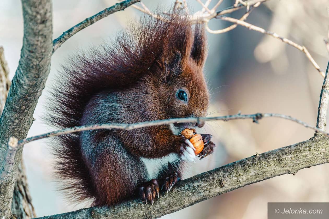 Jelenia Góra: Wiewiórki nie zamarzną w Parku Norweskim w Jeleniej Górze