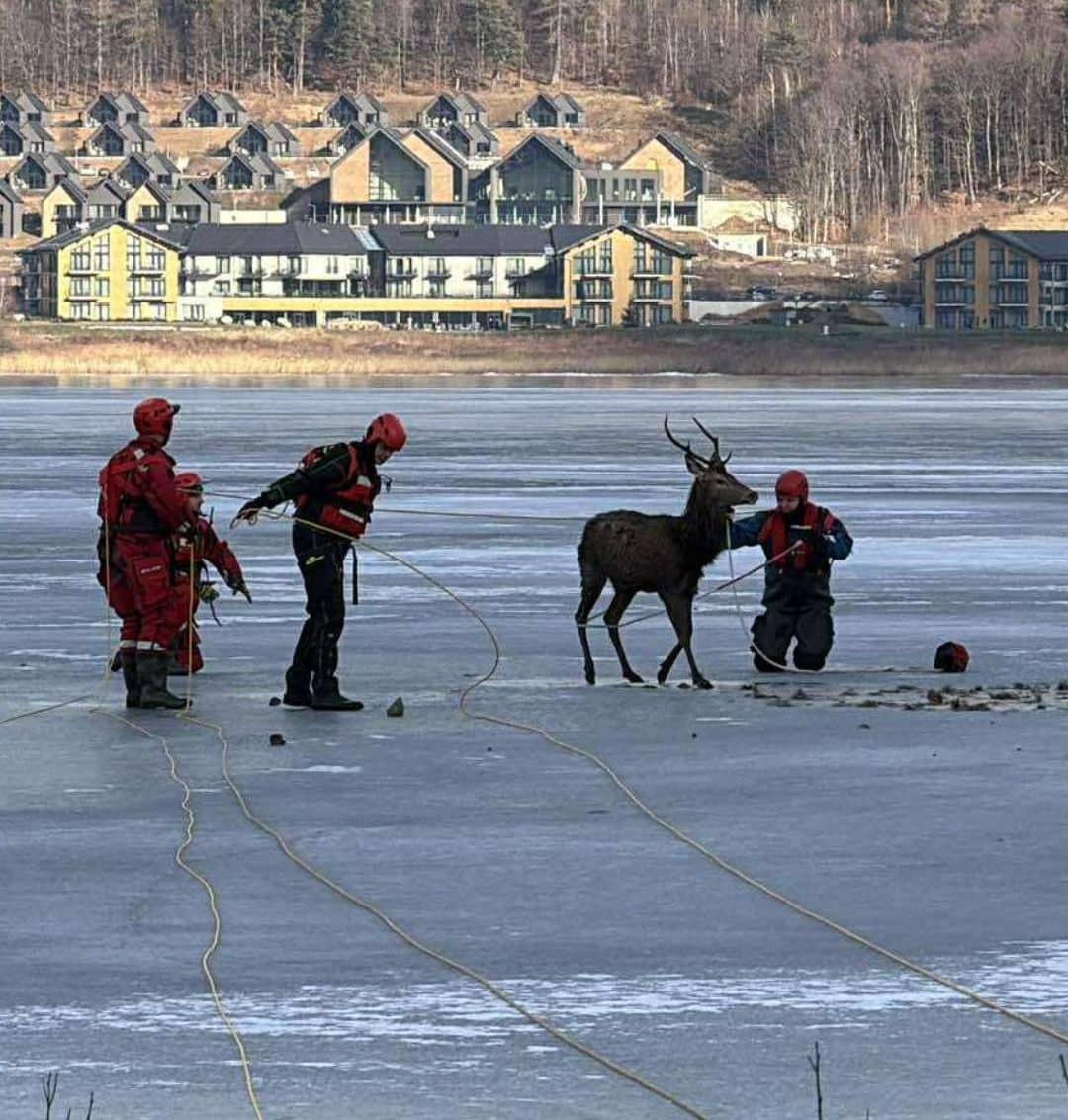 Sosnówka: Uratowali z lodu rannego jelenia