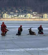 Uratowali z lodu rannego jelenia