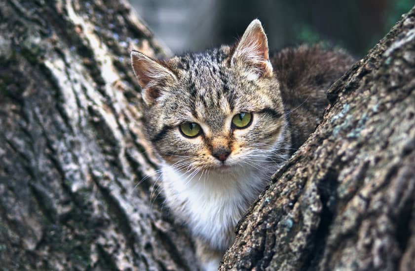 Szklarska Poręba: Oznakują kocie domki