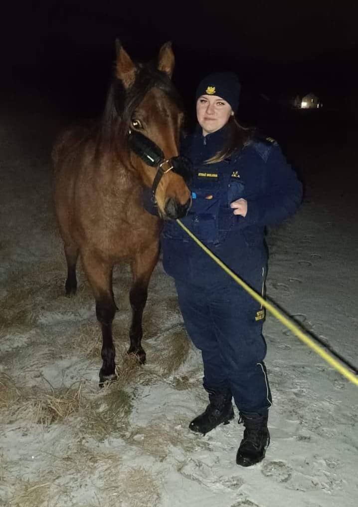 Jelenia Góra: Zagubiony koń szuka właściciela