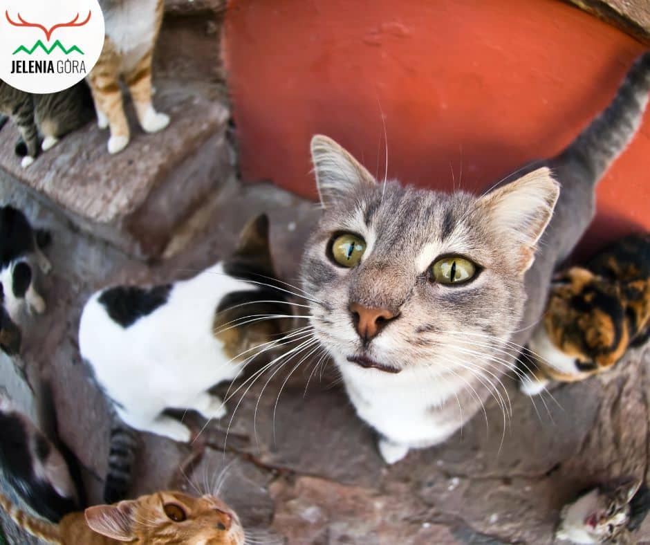 Jelenia Góra: Kolejna akcja sterylizacji i kastracji wolno żyjących kotów