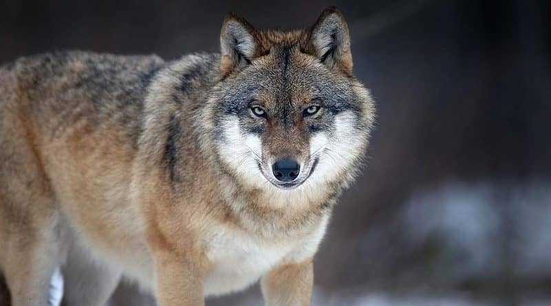 Stara Kamienica: Uwaga! Zaobserwowano obecność wilków