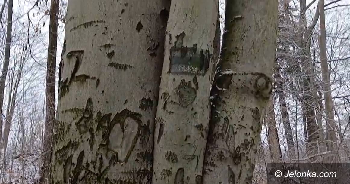 Janowice Wielkie: Poraniony Las w Janowicach Wielkich