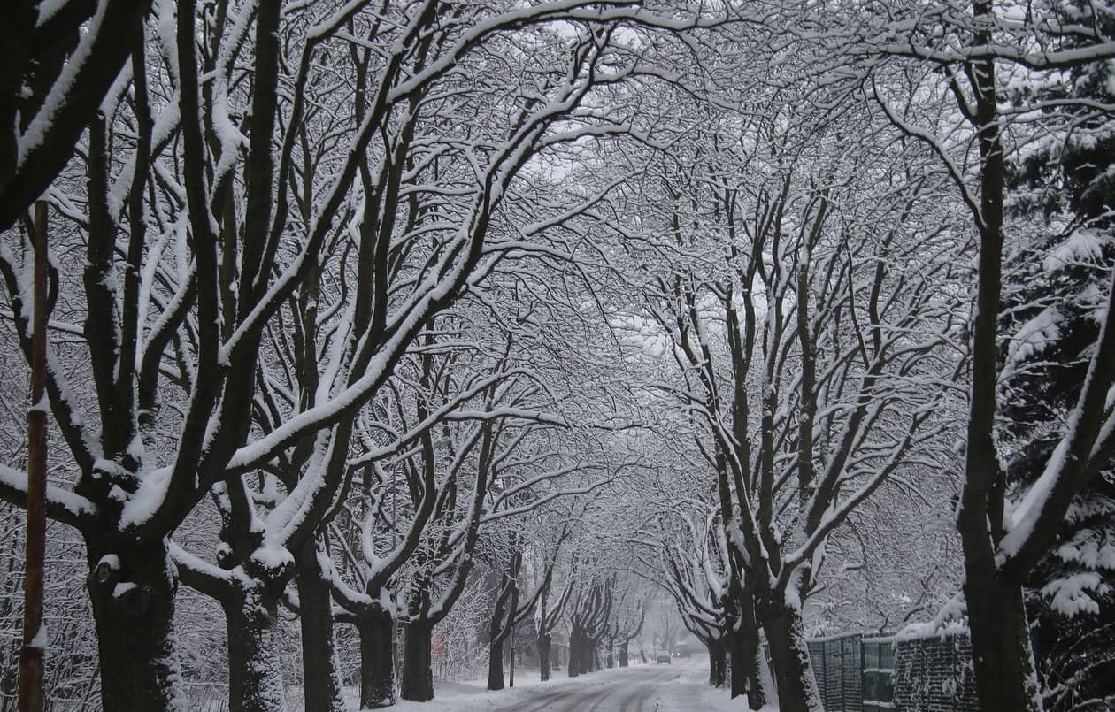 Janowice Wielkie: Na ratunek zielonej wizytówce Janowic