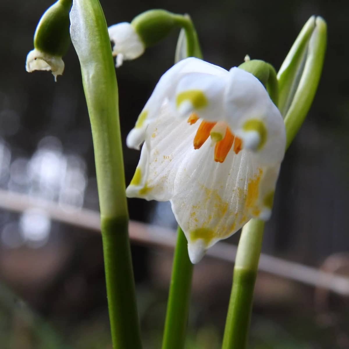 Karkonosze: Pierwsze kwiatki w Karkonoszach