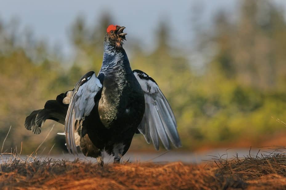 Karkonosze: Zamkną szlaki by chronić rzadkie ptaki
