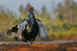 Zamkną szlaki by chronić rzadkie ptaki