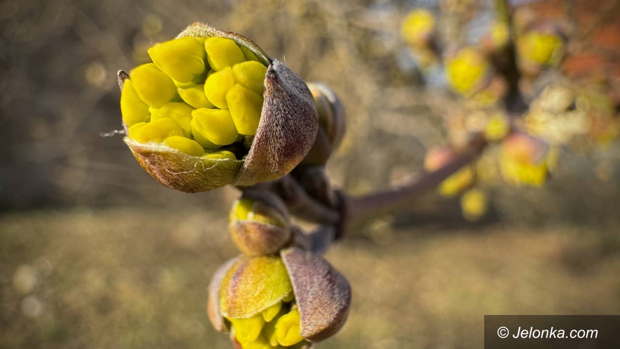 Karkonosze: Pierwsze oznaki wiosny w Karkonoszach