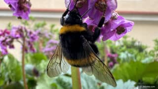 „Pierwsze oznaki wiosny w Karkonoszach”