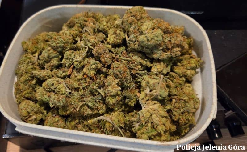 Jelenia Góra: Odkryli domową fabrykę marihuany