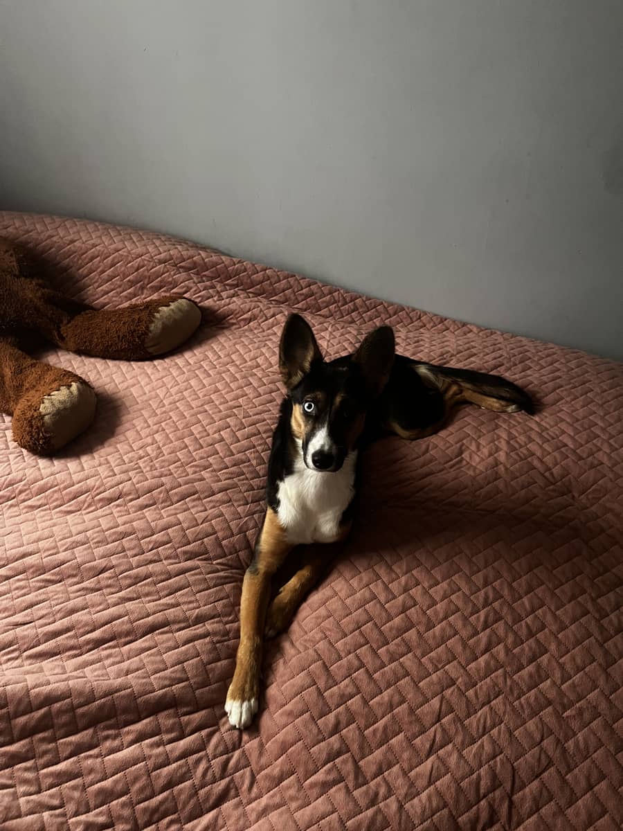 Dolny Śląsk: Oddam pieska w dobre ręce