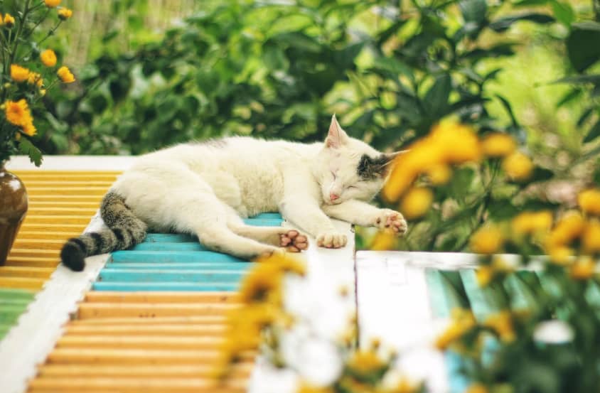 Szklarska Poręba: Zaoszczędzili na zwierzakach