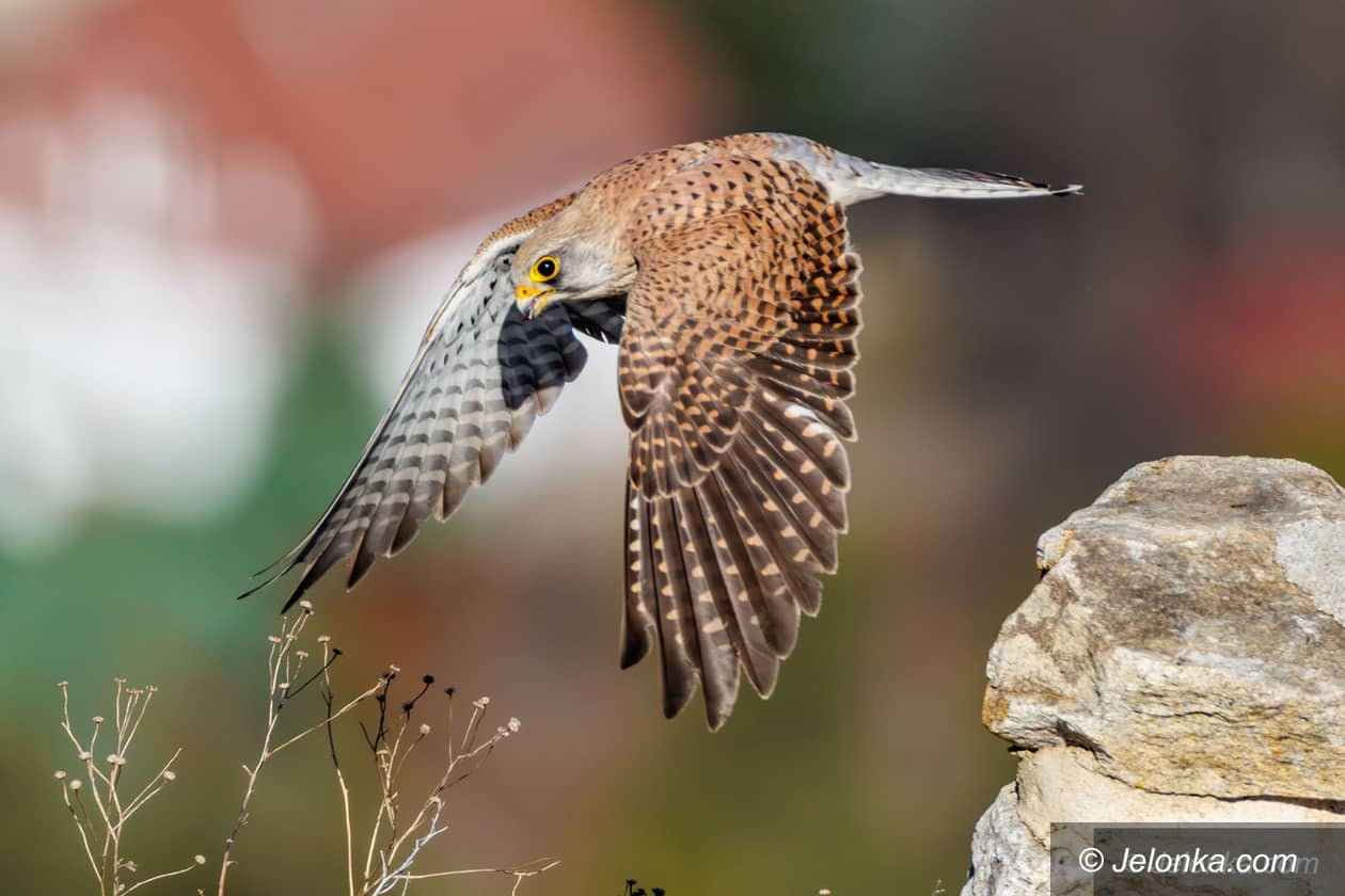 Sobieszów: Pustułki na Zamku Chojnik. Samiec przyniósł zdobycz do gniazda