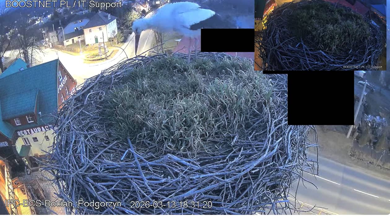 Podgórzyn: Jest już w gnieździe! Bocian wrócił do Podgórzyna