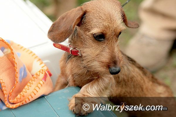 Wałbrzych, Książ: Sudecka Krajowa Wystawa Psów Rasowych w Książu