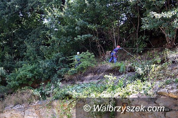 Wałbrzych: Przycinanie niebezpiecznych drzew w centrum Wałbrzycha