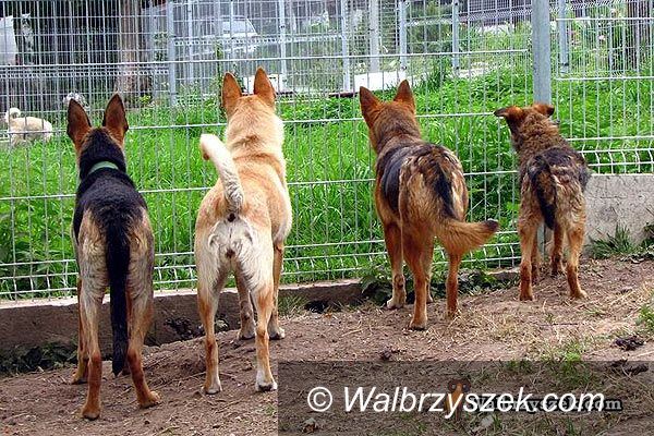 Wałbrzych: Maleńka zguba i maleńki stęskniony