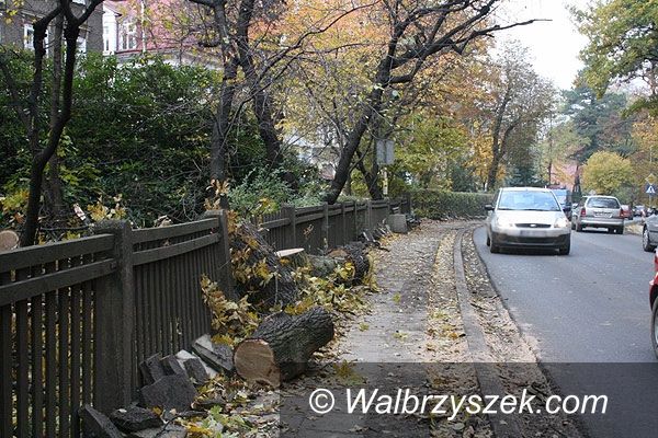 Wałbrzych, Szczawno-Zdrój: Zwalone drzewo w Szczawnie–Zdroju