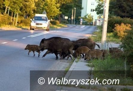Region, Świebodzice: Dziki w natarciu