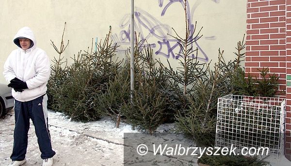 Wałbrzych: Tanie choinki?