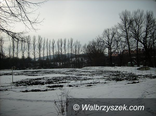 Wałbrzych: Niszczycielska siła głodnych dzików