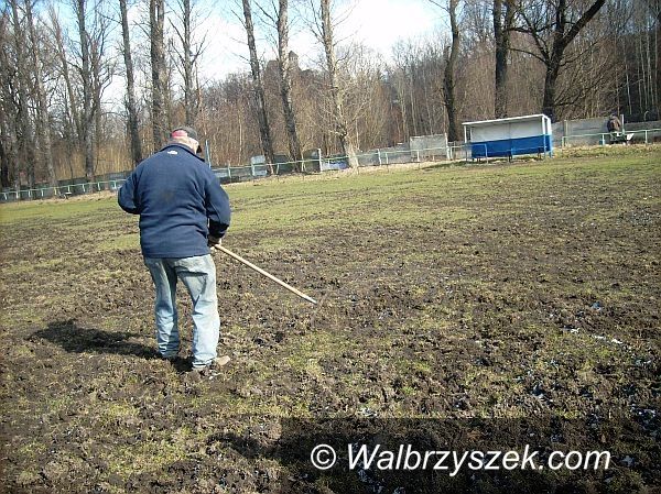 Wałbrzych: Dziki robią, co chcą