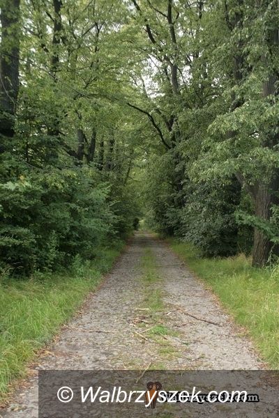 Wałbrzych/REGION: W lasach robi się niebezpiecznie