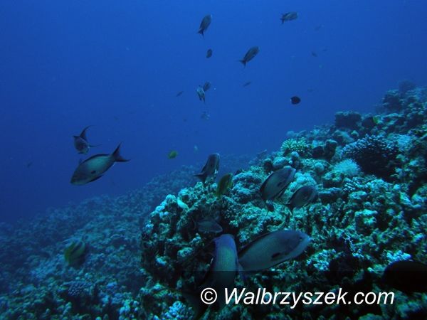Świat: Dahab – przedsmak raju