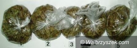 REGION, Boguszów-Gorce: Marihuana nie trafi do obiegu