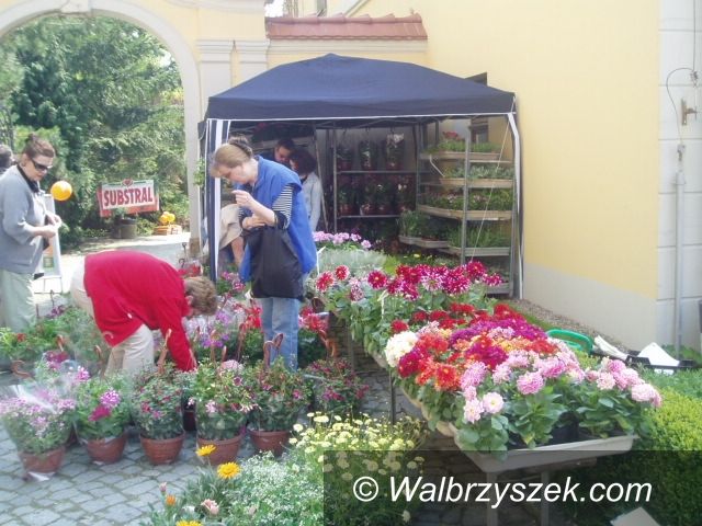 Wałbrzych: Festiwal Kwiatów i Sztuki – fotorelacja