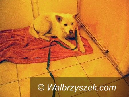 Wałbrzych: Zgubiłeś psa? Nasz Czytelnik odnalazł!