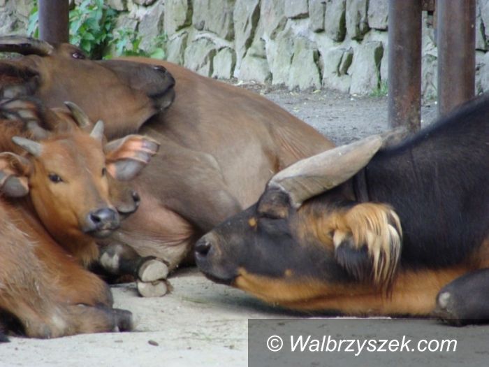Wałbrzych/Dvur Kralove: Czeskie safari własnym autem