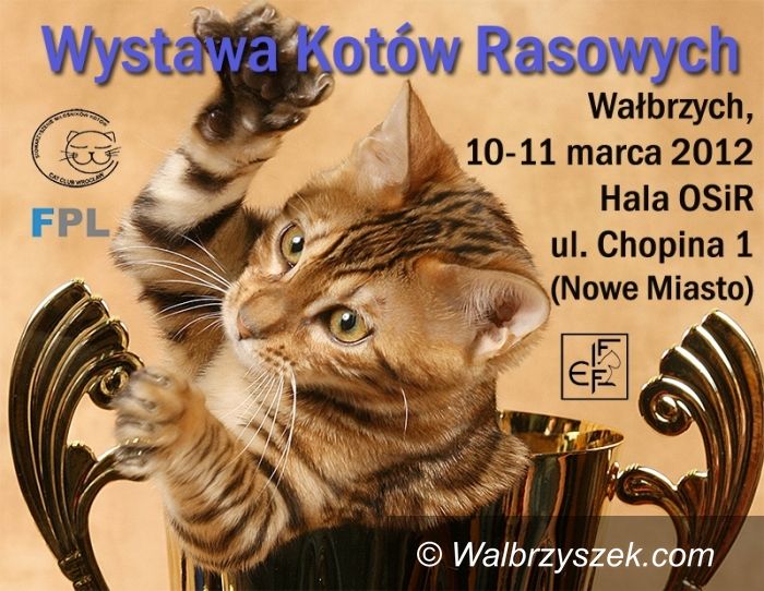 Wałbrzych: Zapraszamy na wystawę kotów
