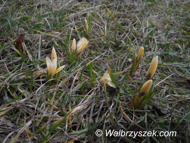 Wałbrzych/REGION: Wiosna, ach to Ty…