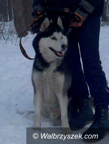 Wałbrzych: Zaginął pies Husky